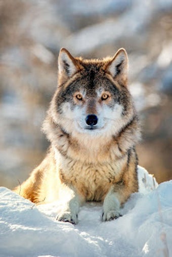 Image 0 for Wolf Wallpaper HD : backg…