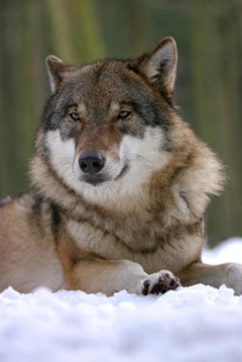 Image 1 for Wolf Wallpaper HD : backg…