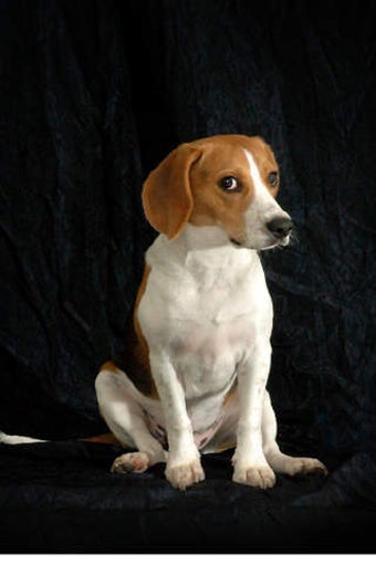 Image 0 for Cute Dog & Puppies-High D…