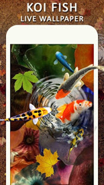 Imagen 3 para Koi Water Pond Fish Live …