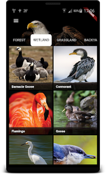 Image 2 for Bird Sounds