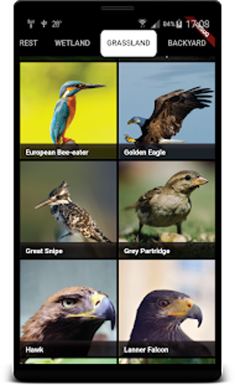 Image 0 for Bird Sounds