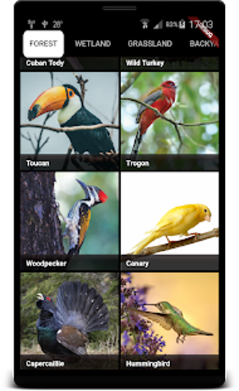 Image 3 for Bird Sounds