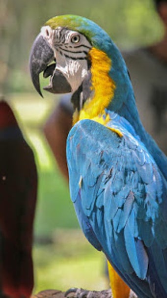 Image 2 for Parrot Live Wallpaper