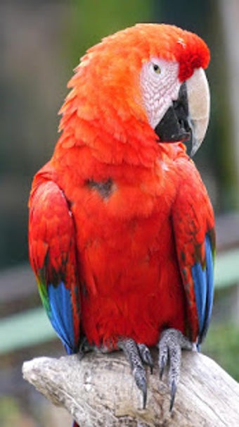 Image 1 for Parrot Live Wallpaper