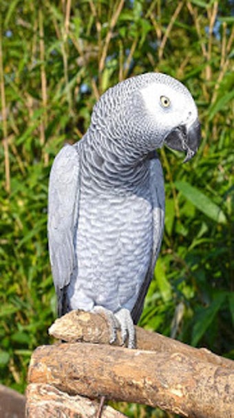 Image 3 for Parrot Live Wallpaper