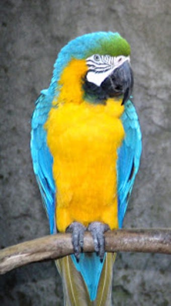 Image 0 for Parrot Live Wallpaper