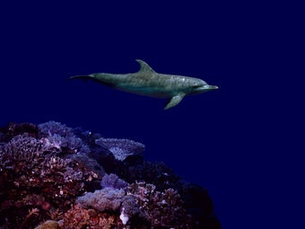 Imagen 0 para SeaLife Screen Saver