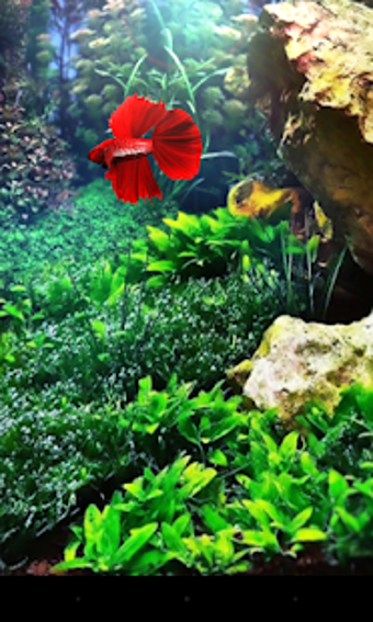 Imagen 1 para Red Betta Fish Live Wallp…
