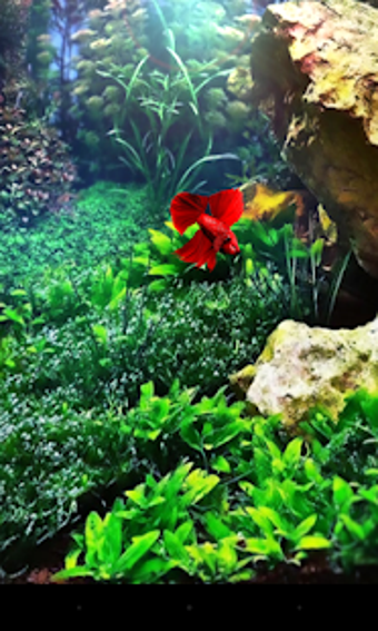 Imagen 2 para Red Betta Fish Live Wallp…