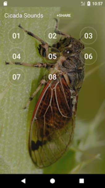 Image 3 for Cicada Sounds