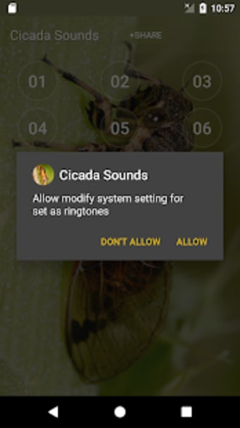 Image 1 for Cicada Sounds