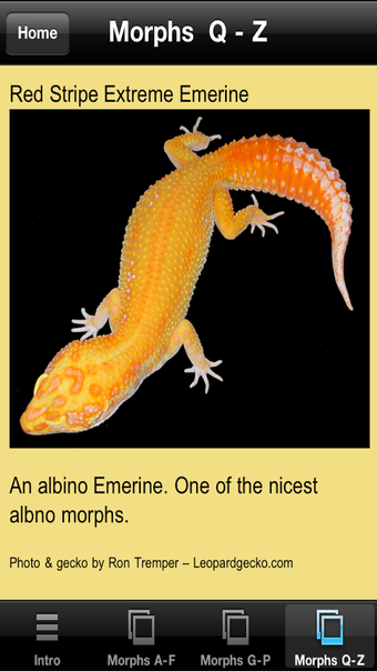 Image 2 for Leopard Gecko Pro 1.0
