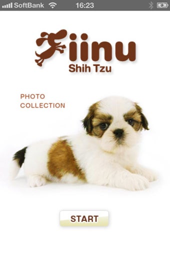 Image 0 for Look!Shihtzu