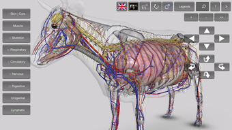 Image 3 for 3D Bovine Anatomy