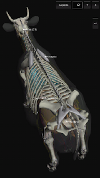 Image 1 for 3D Bovine Anatomy