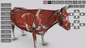 Image 0 for 3D Bovine Anatomy