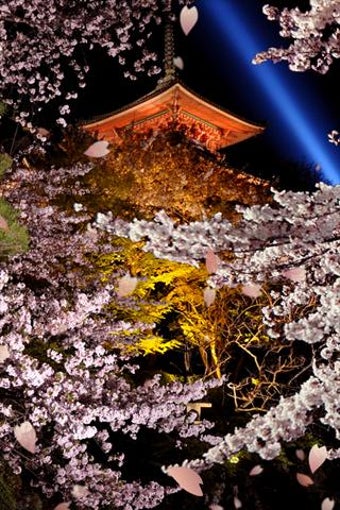 Imagen 0 para Japanese Sakura Live Wall…