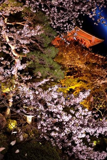 Imagen 1 para Japanese Sakura Live Wall…