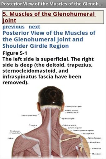 Image 2 for The Muscular System Manua…