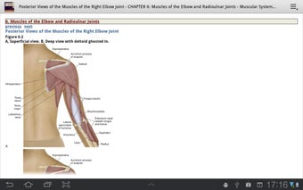 Image 0 for The Muscular System Manua…