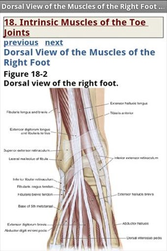 Image 1 for The Muscular System Manua…