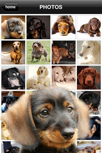 Image 0 for Dachshunds - Weiner Dog F…