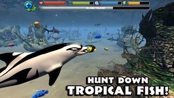Image 2 for Dolphin Simulator