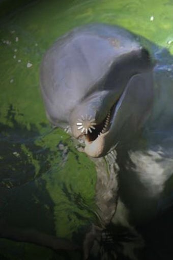 Image 0 for Cute Dolphin Pictures