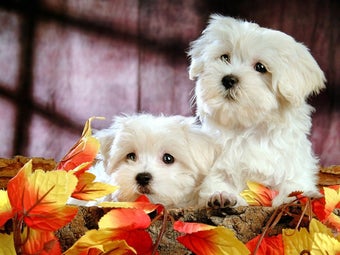 Image 0 for 2000+ Cute Puppy Jigsaw P…