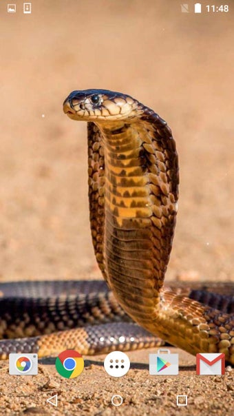 Imagen 0 para Snake Live Wallpaper HD