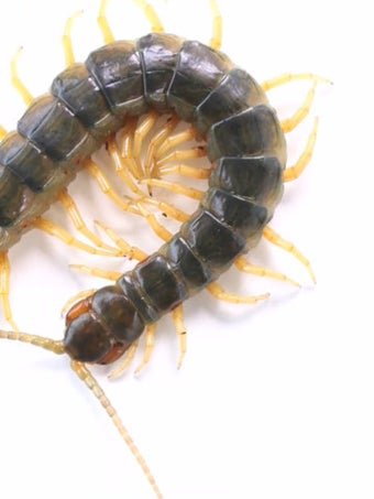 Image 4 for Real Creepy Crawlies