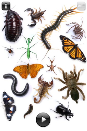 Image 5 for Real Creepy Crawlies