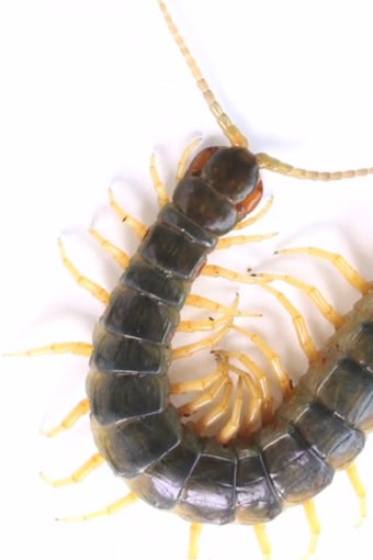 Image 3 for Real Creepy Crawlies