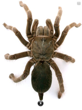 Image 0 for Real Creepy Crawlies