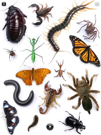 Image 2 for Real Creepy Crawlies