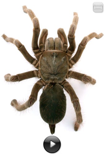 Image 1 for Real Creepy Crawlies
