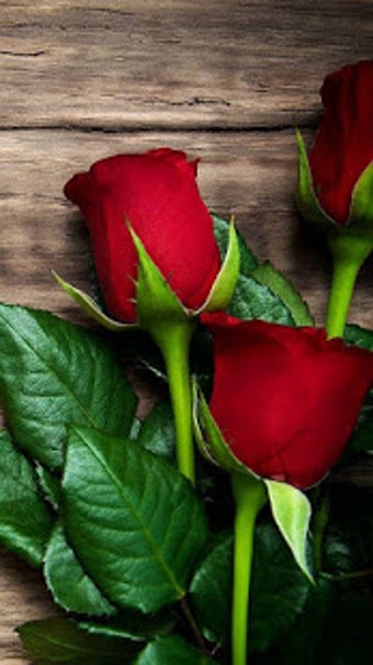 Image 2 for Good Morning Flowers GIFS