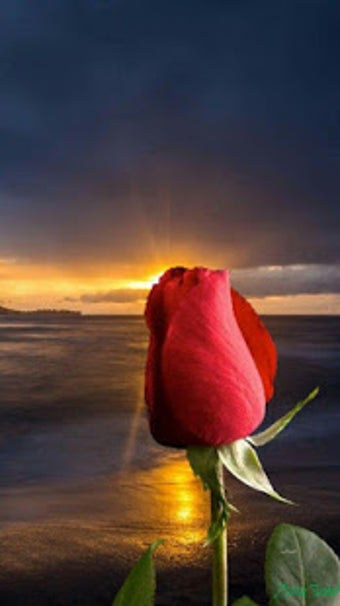 Image 0 for Good Morning Flowers GIFS