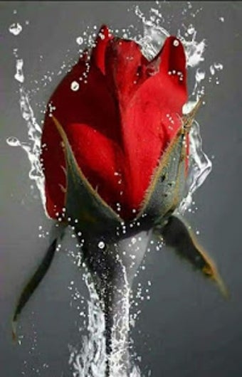 Image 1 for Good Morning Flowers GIFS