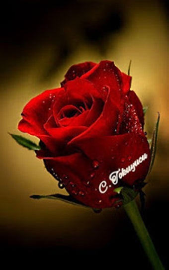 Image 3 for Good Morning Flowers GIFS