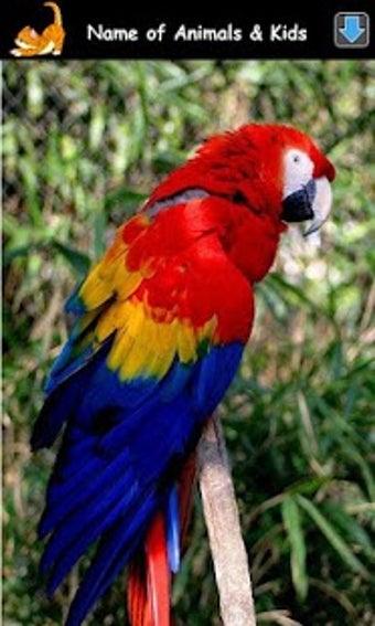 Image 0 for Animal Sounds for Kids Li…