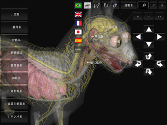 Image 0 for 3D Cat Anatomy