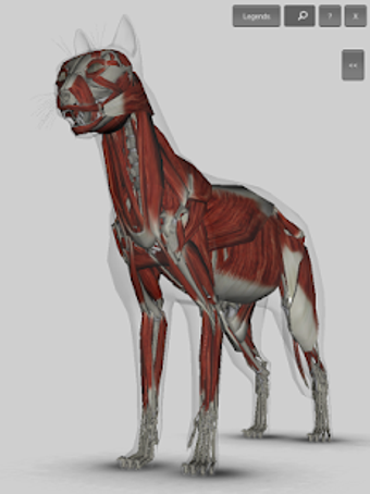 Image 0 for 3D Cat Anatomy