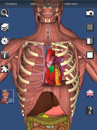 Image 2 for 3D Bones and Organs (Anat…