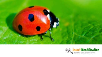 Image 1 for InsectSnap - Insect Ident…