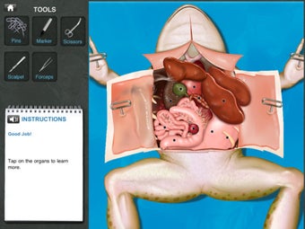 Image 1 for Frog Dissection