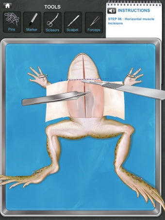 Image 0 for Frog Dissection