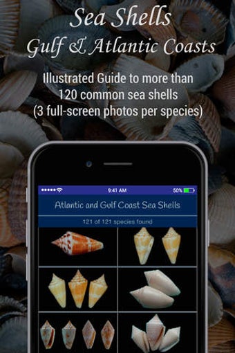 Image 0 for Sea Shells of the Gulf an…