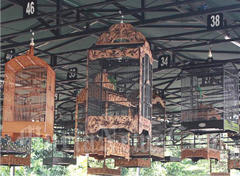 Image 0 for Master Kicau Jalak Suren …